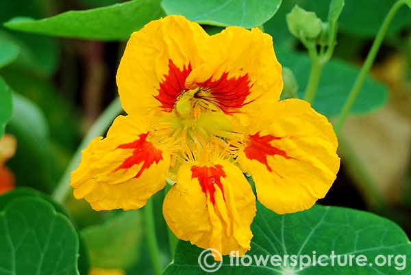 tropaeolum majus