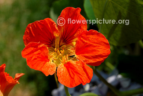 tropaeolum majus orange