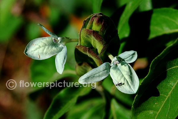 Turquoise crossandra