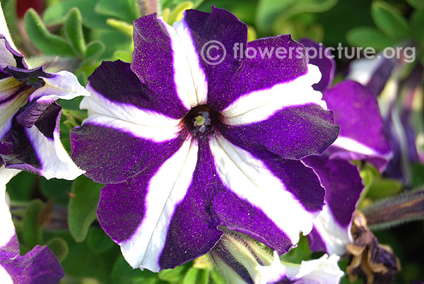 Ultra Blue Star Petunia