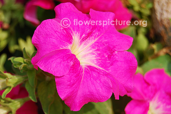 Ultra pink petunia