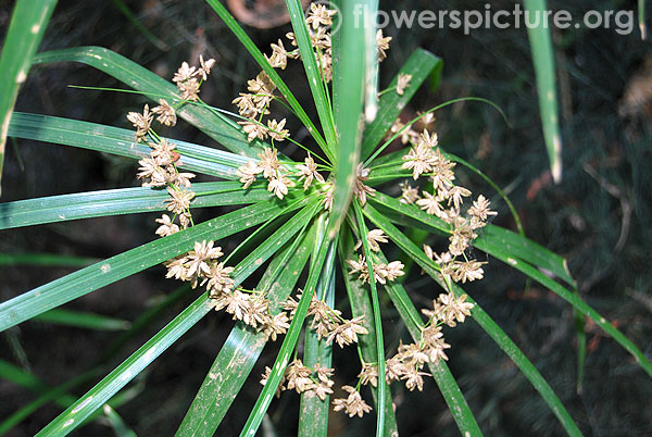 Umbrella palm