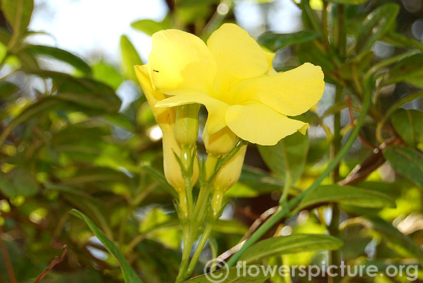 Urechites lutea