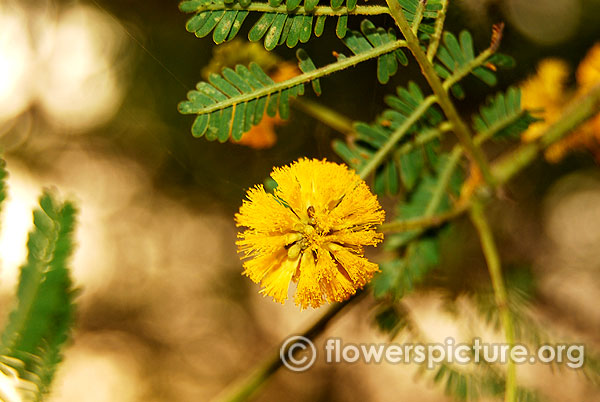 Vachellia nilotica