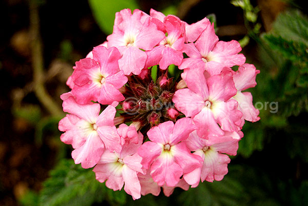 verbena hybrida