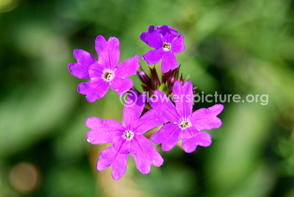 verbena