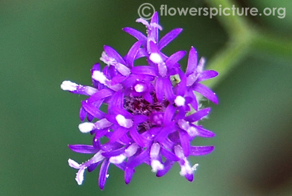 Vernonia cinerea