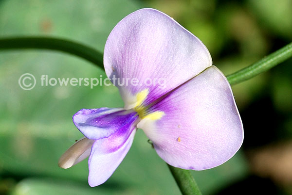 vigna unguiculata