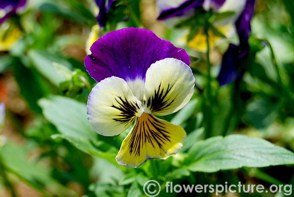 Viola tricolor