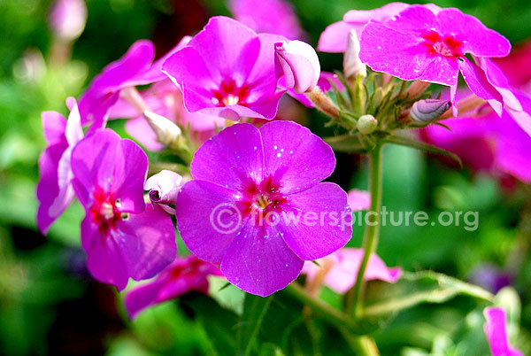 Violet garden phlox