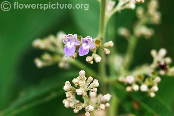 Vitex negundo