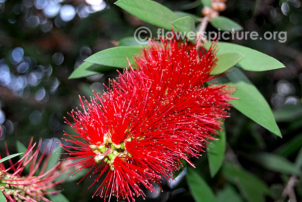 Weeping bottle brush