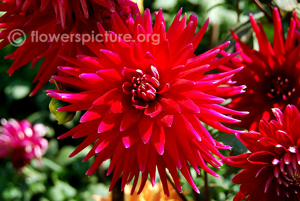 Weston pirate dahlia