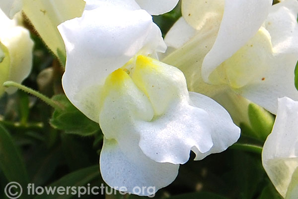 White antirrhinum majus