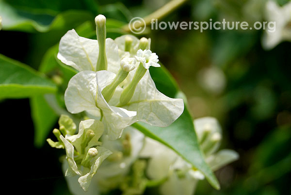 White bougainvillea