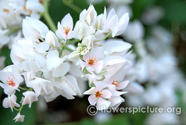 White Coral Vine