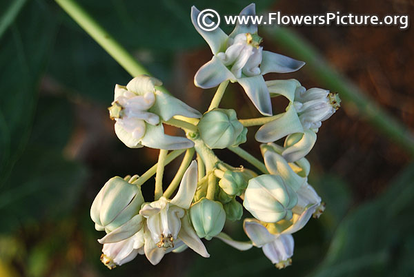 White crown flower