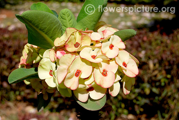 White euphorbia milii splendens