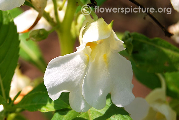 White garden balsam