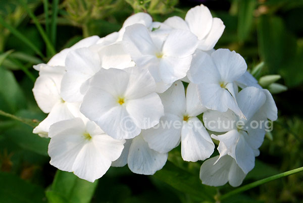 White garden phlox