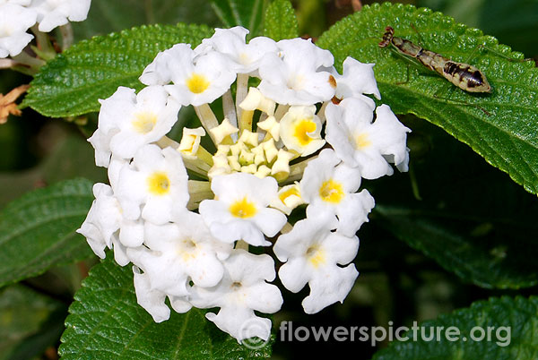 White lantana camara