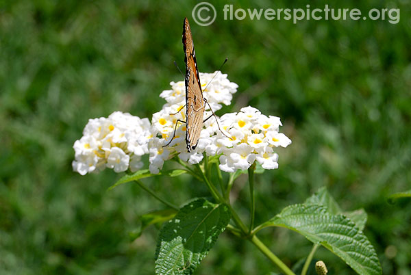 White lantana