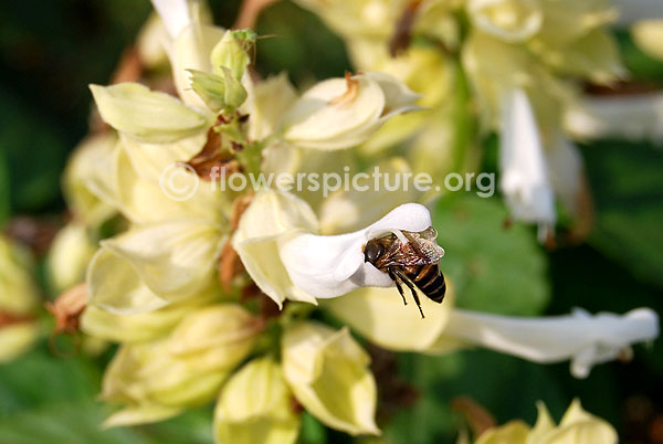 White salvia splendens