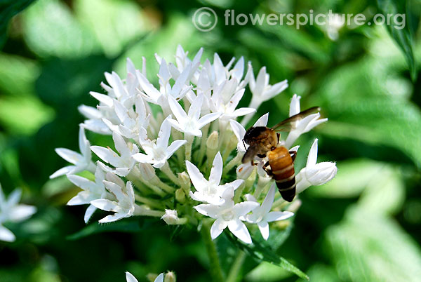 White star cluster flower