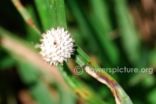 White water sedge