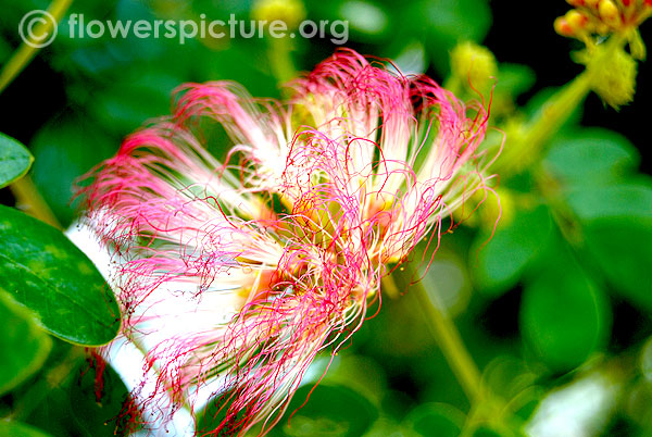 White with pink flowered monkeypod 