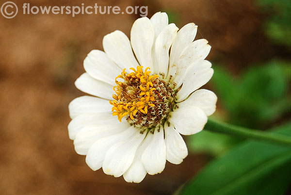 White zinnia