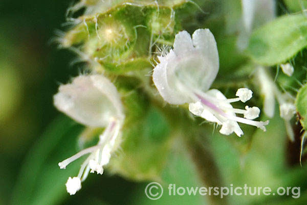 Wild basil