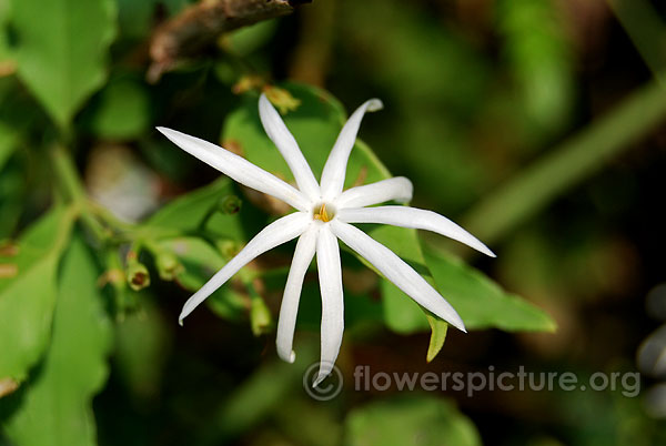 Wild Jasmine