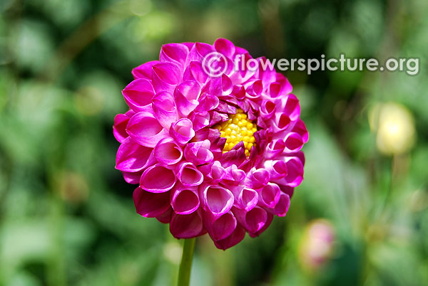 Willo borealis dahlia