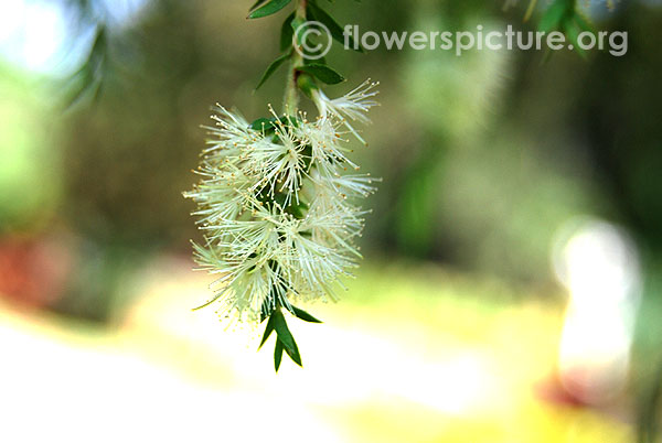 Willow bottlebrush