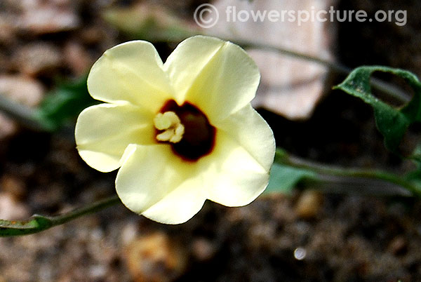 Xenostegia tridentata