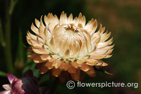 xerochrysum bracteatum