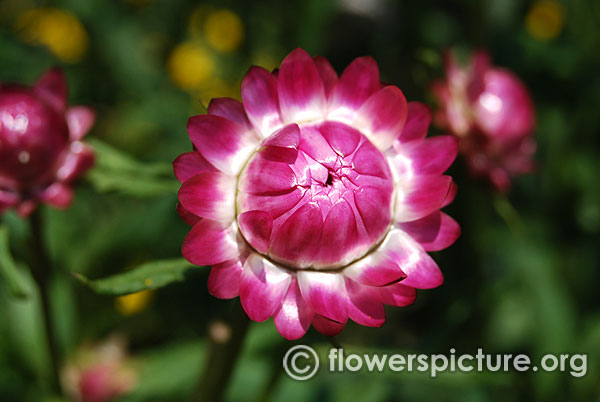 xerochrysum bracteatum pink