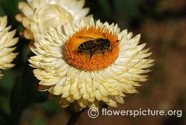 xerochrysum bracteatum