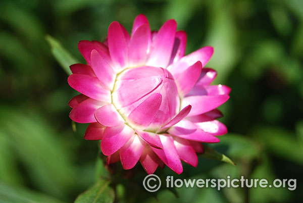 xerochrysum bracteatum