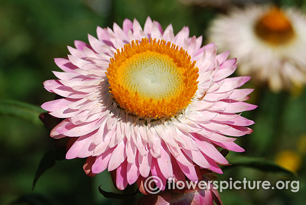 xerochrysum bracteatum