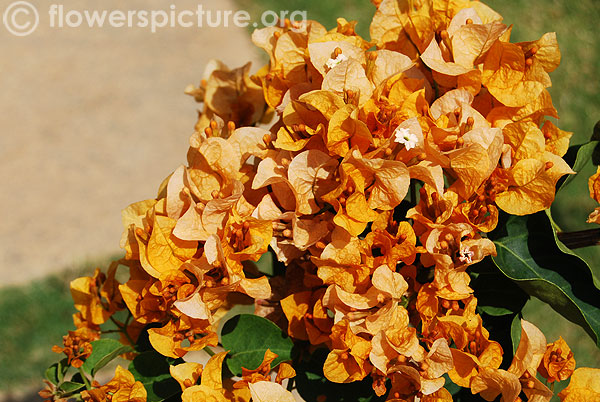 Yellow bougainvillea