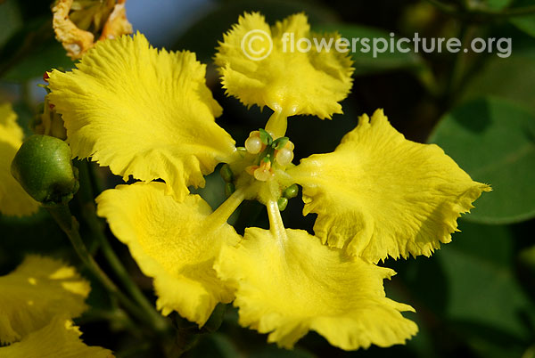 Yellow butterfly vine