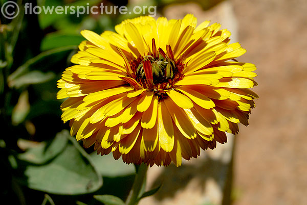 Yellow calendula