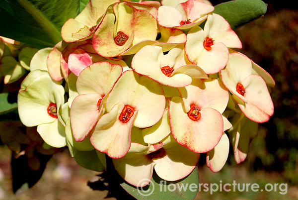 Yellow euphorbia milii