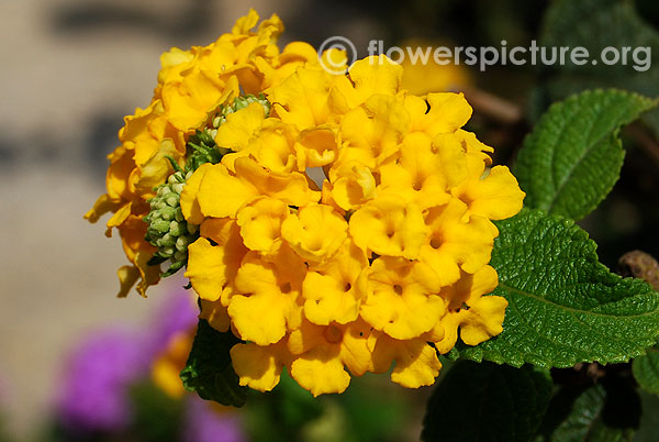 Yellow lantana