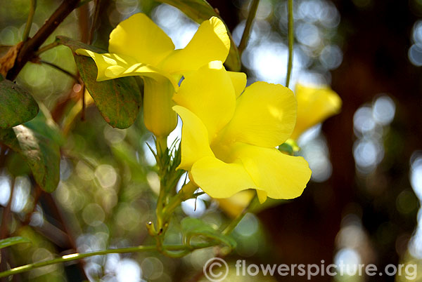 Yellow mandevilla