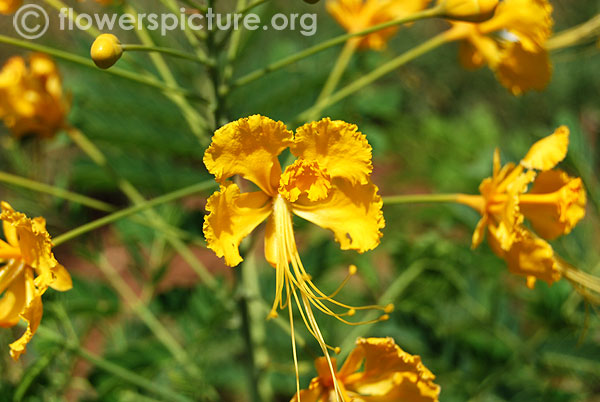 Yellow peacock flower