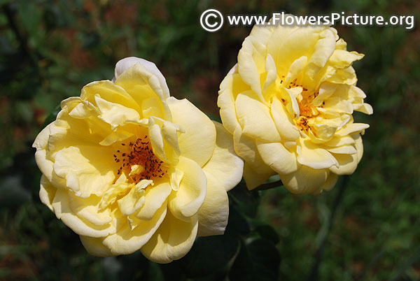 Yellow rose yercaud rose garden