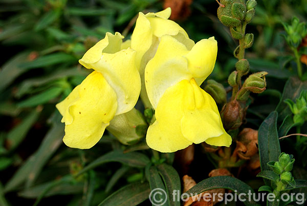 Yellow snapdragon